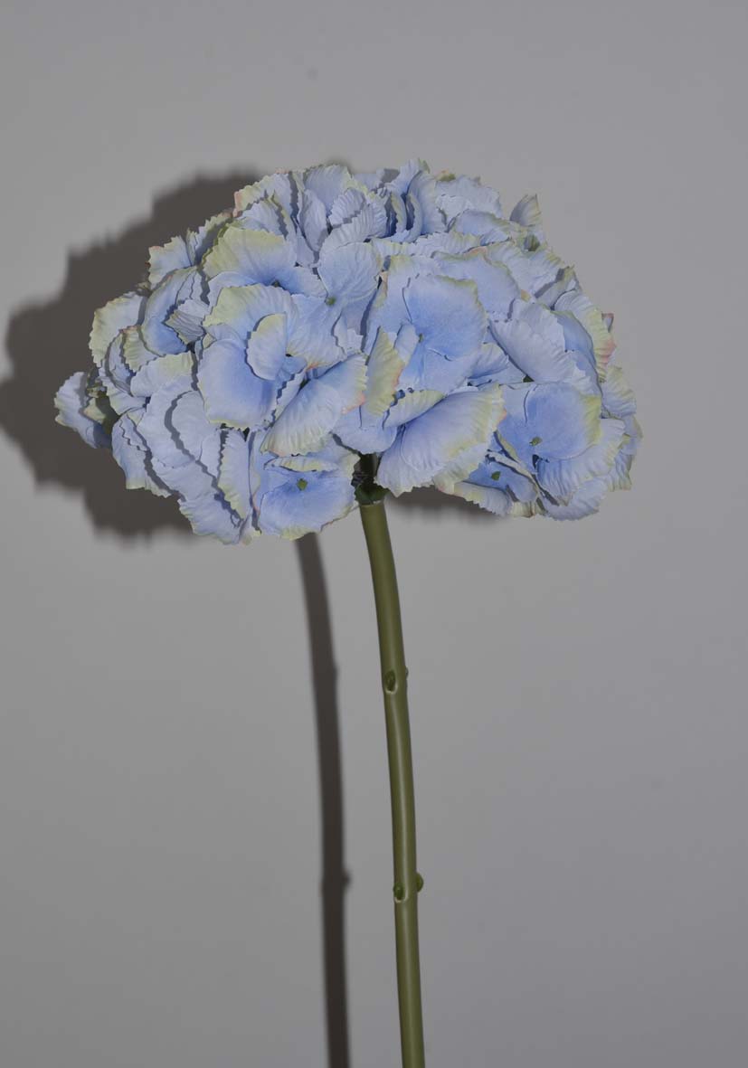 Hydrangea jadey