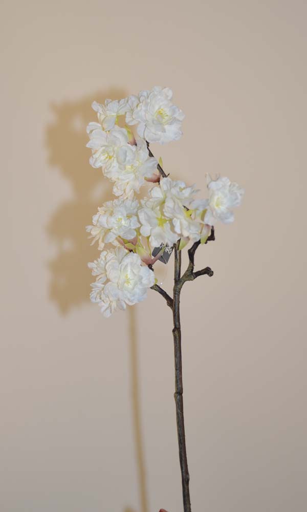 Prunus limoges
