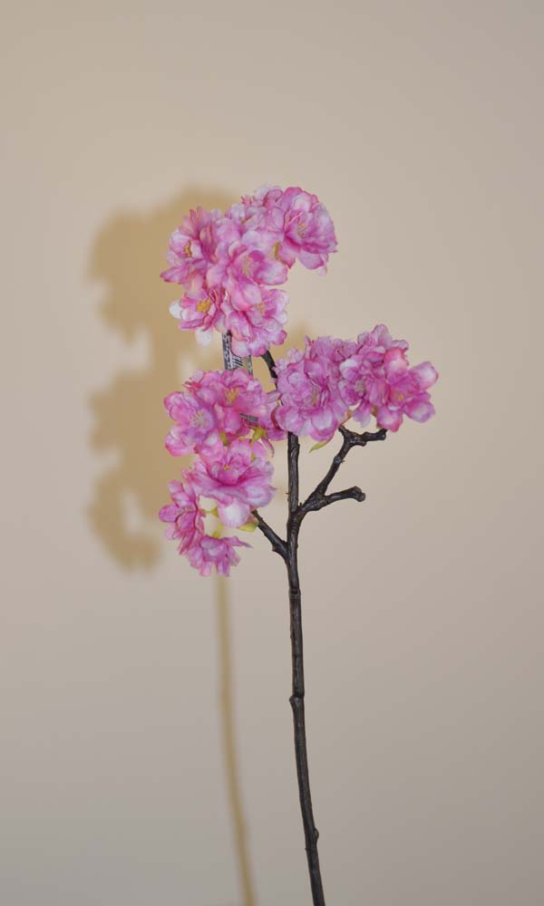 Prunus limoges