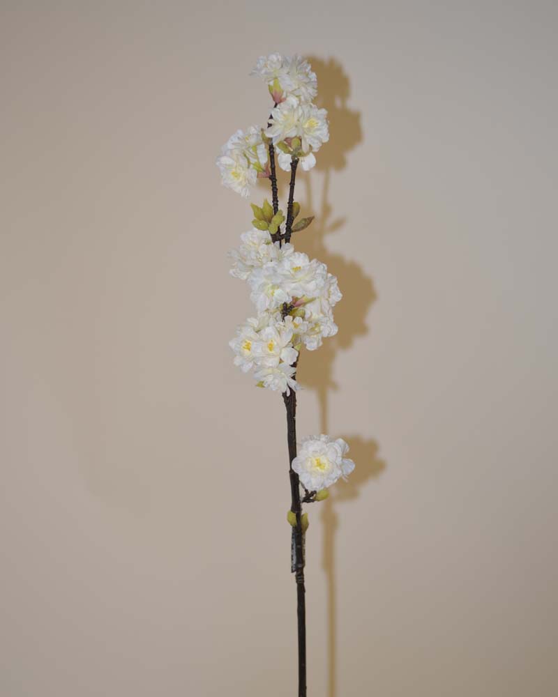 Prunus limoges