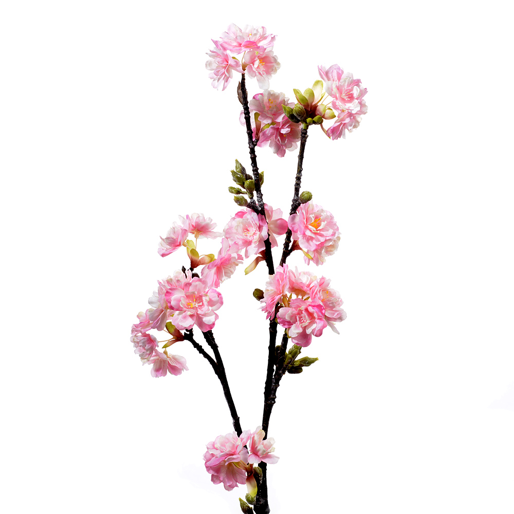 Prunus limoges
