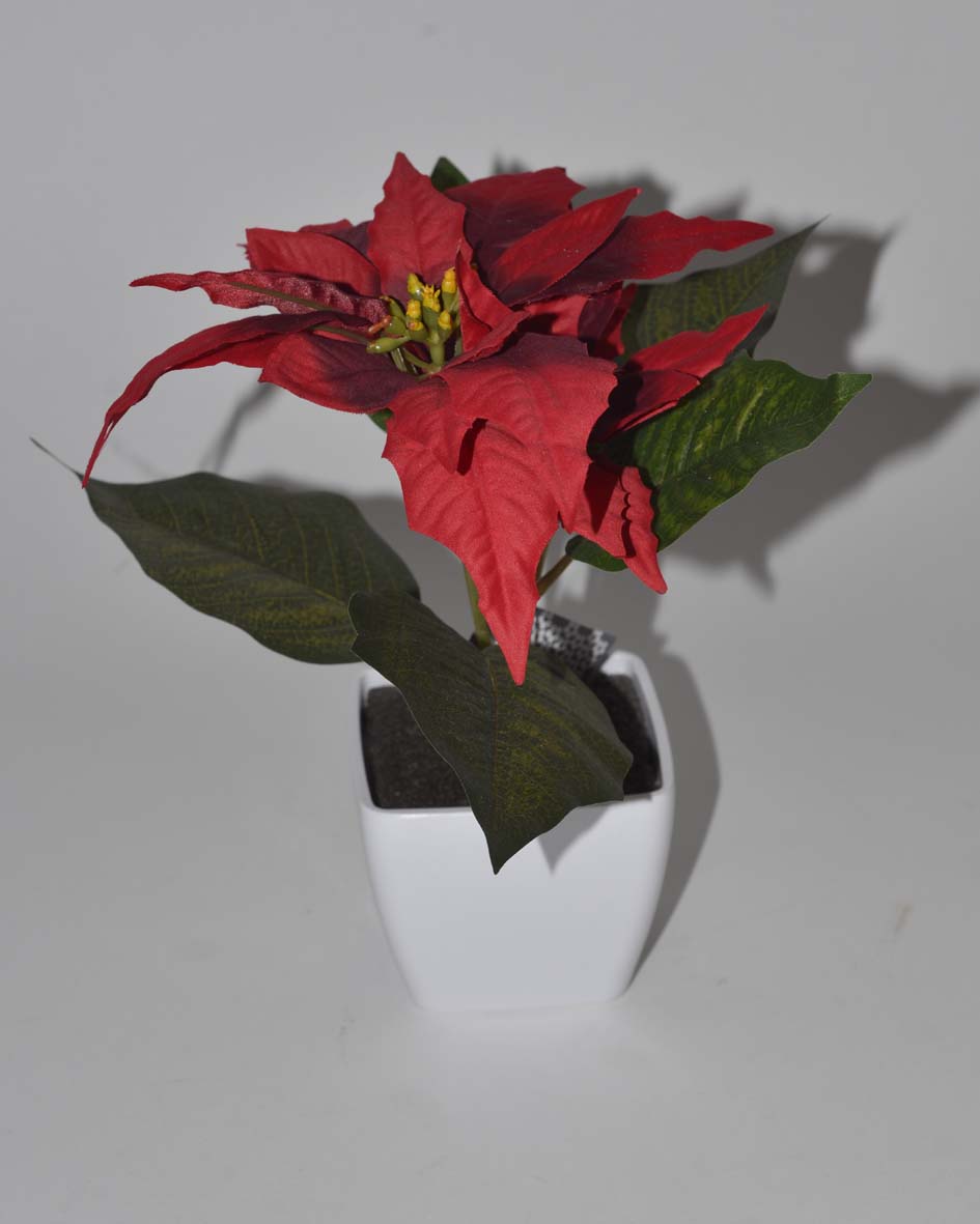 Poinsettia cully w.p