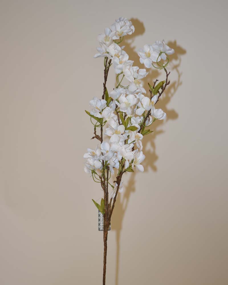 Malus fabienne