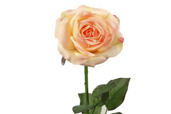Rose x1 large