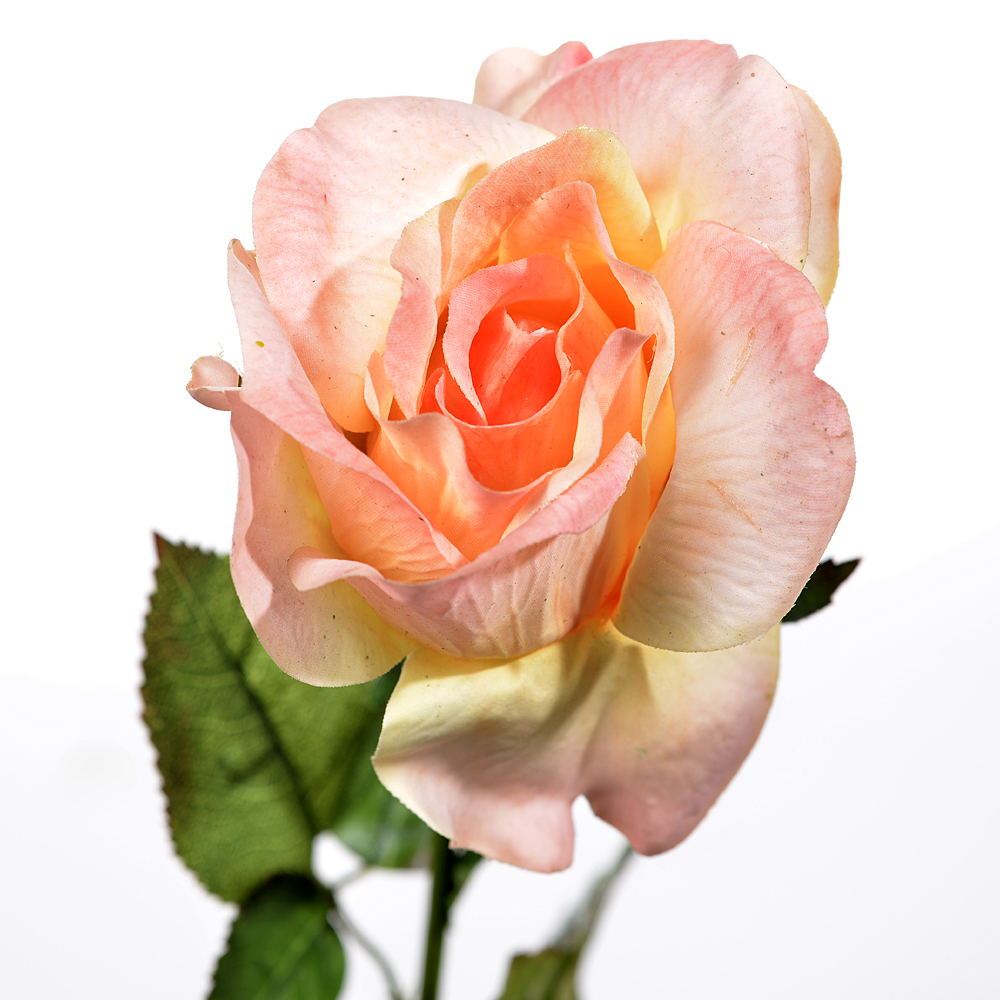 Rose x1 medium