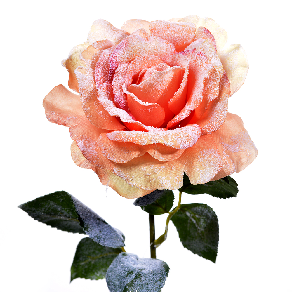 Rose ice
