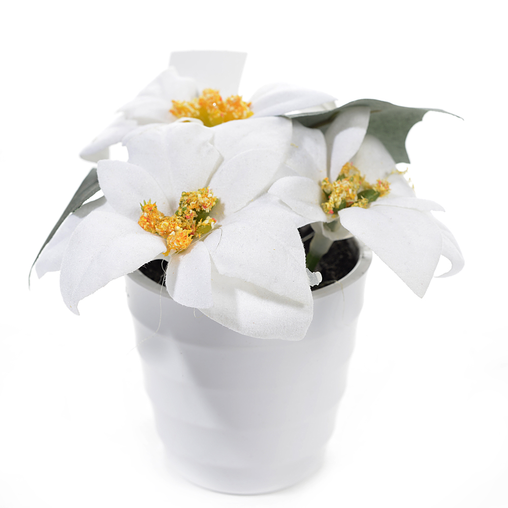 Poinsettia in pot