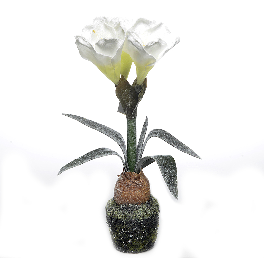 Amaryllis in mud