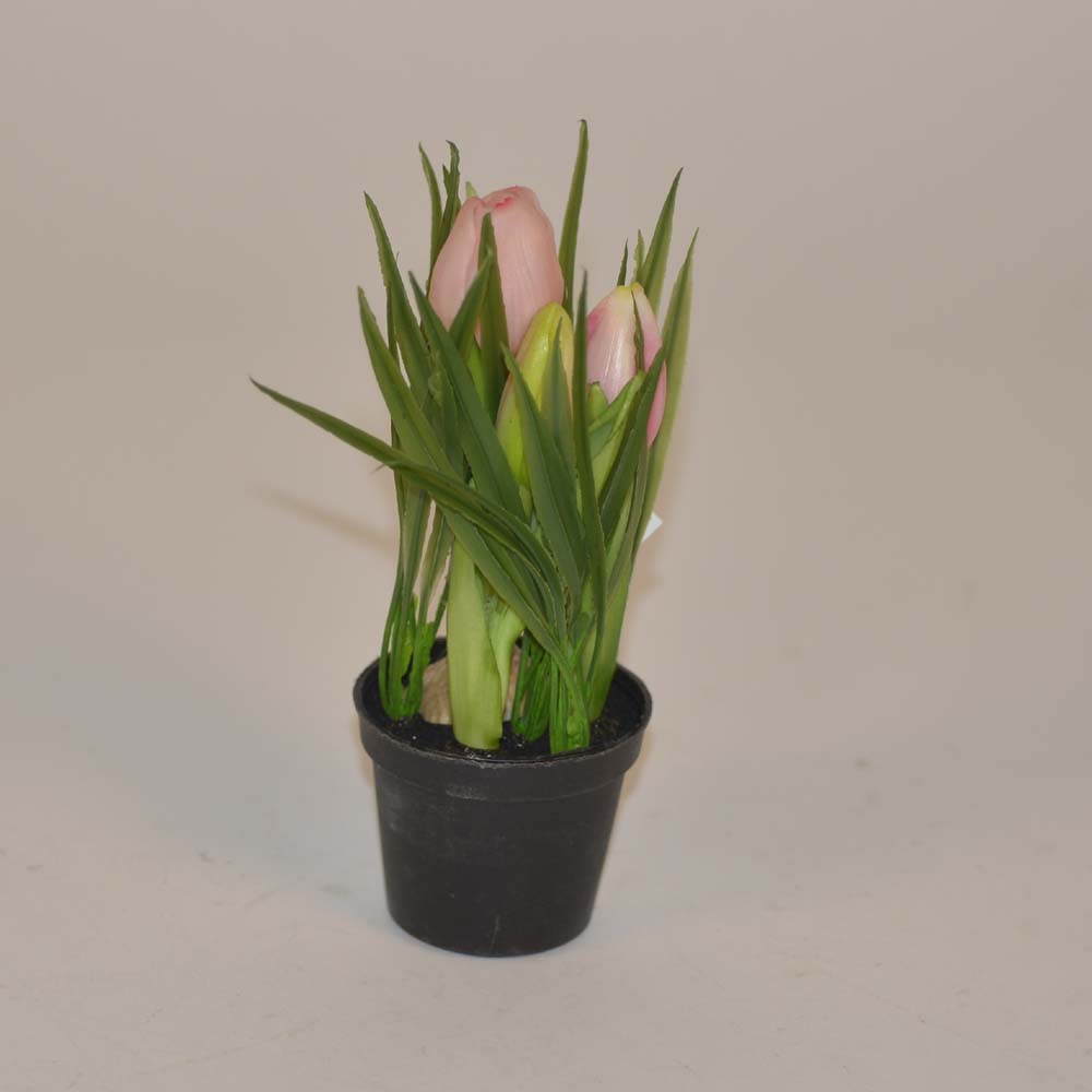 Tulip in pot
