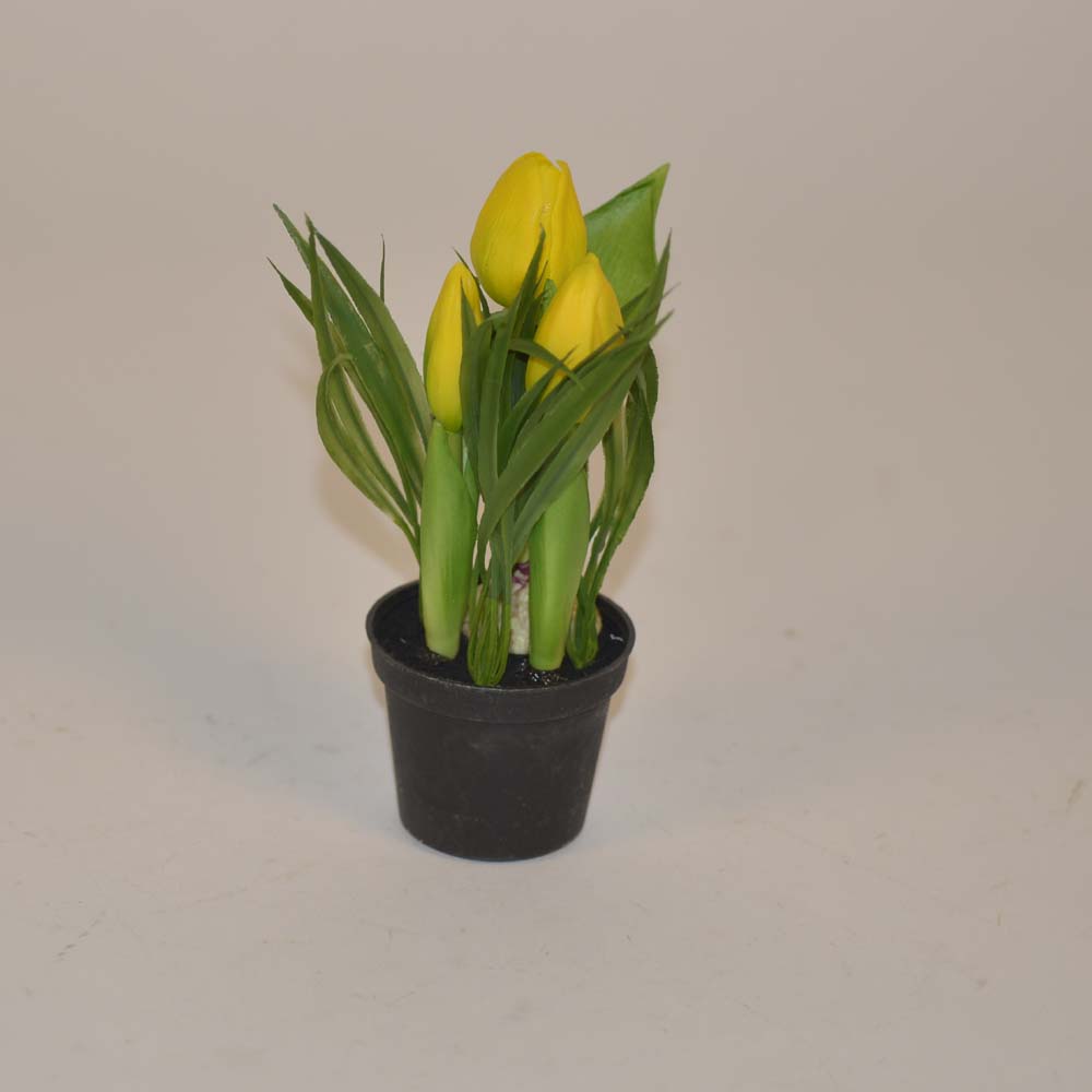 Tulip in pot