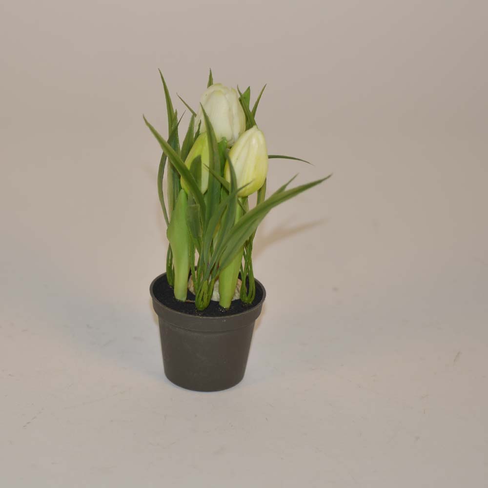 Tulip in pot