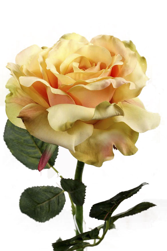 Rose x1