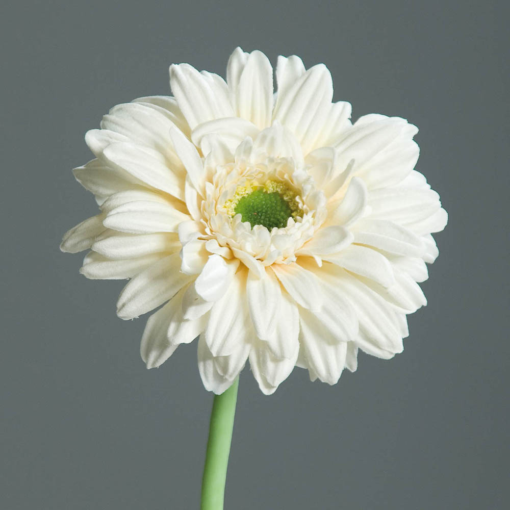 Gerbera
