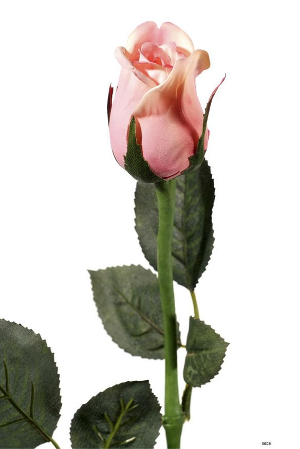 Rose bud