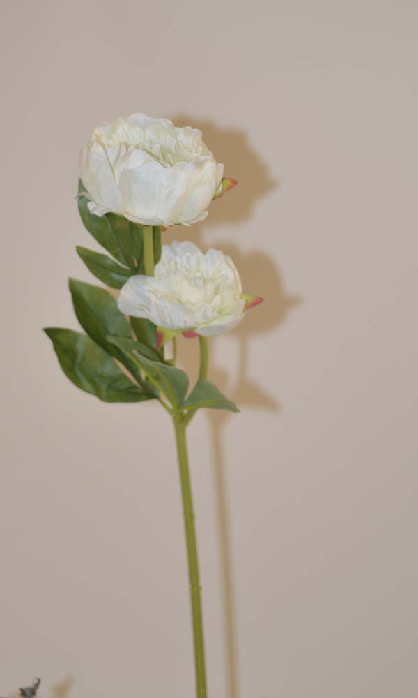 Peony x2