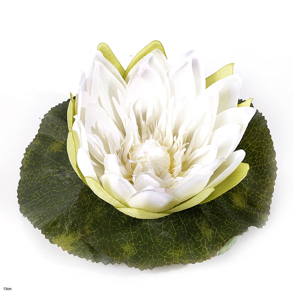 Lotus floating