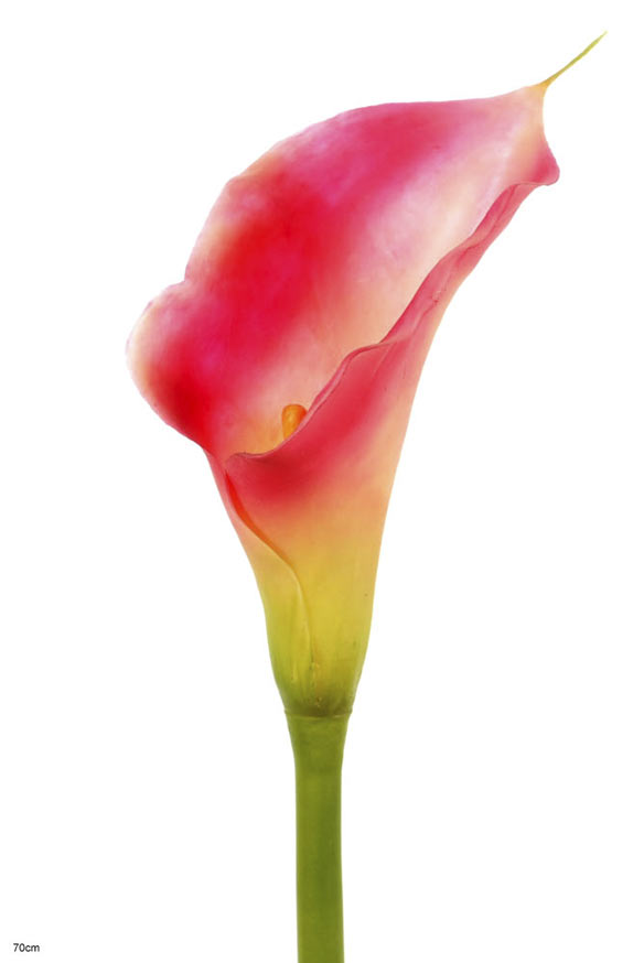 Calla open