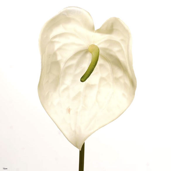Anthurium