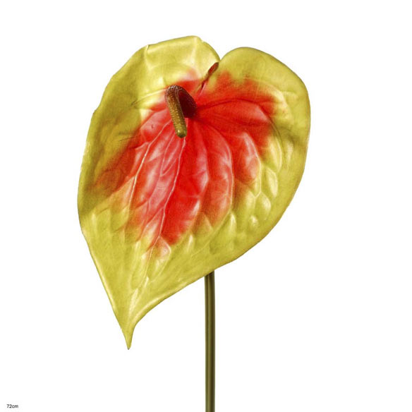 Anthurium