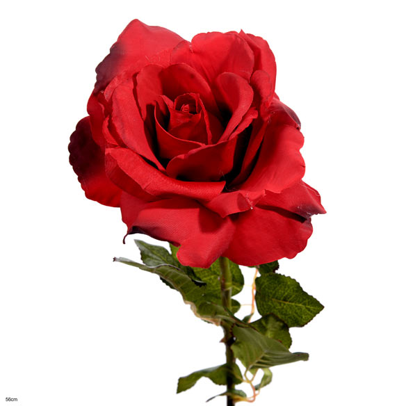 Rose bogota