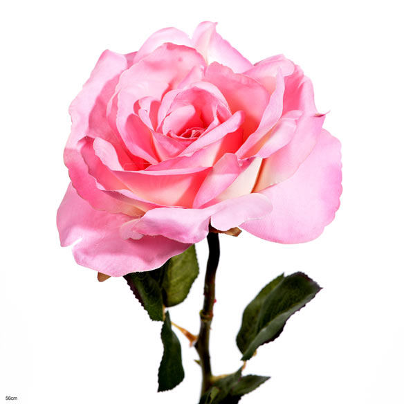 Rose bogota