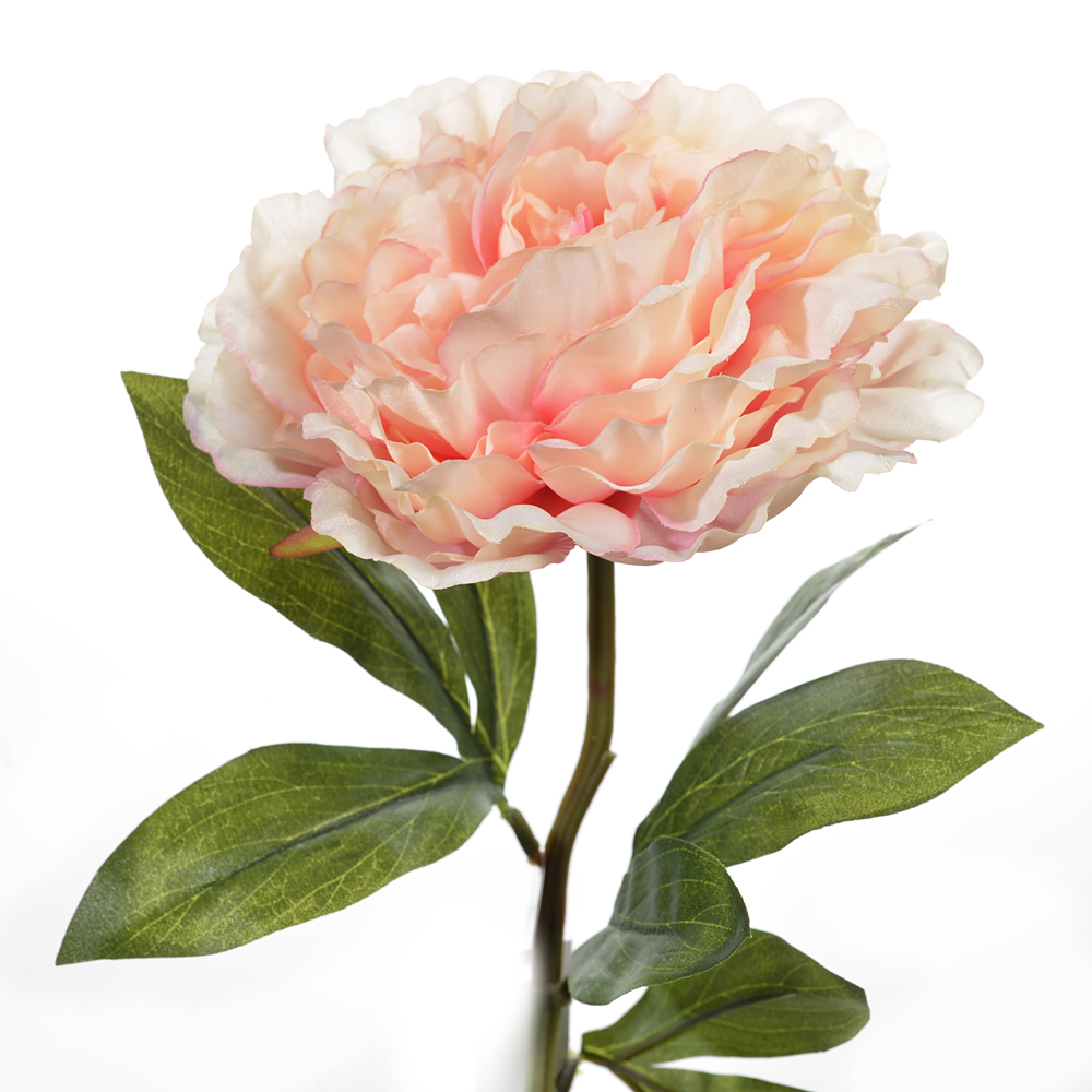 Peony spray
