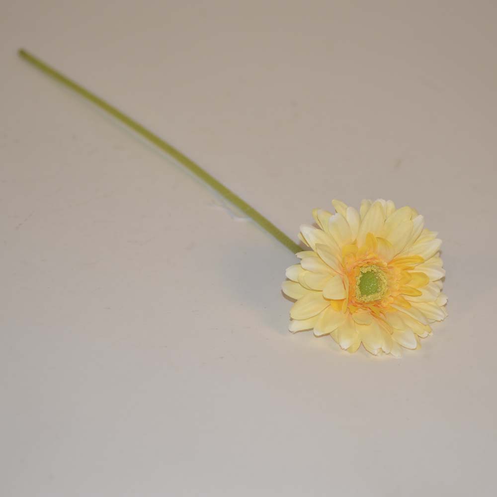Gerbera