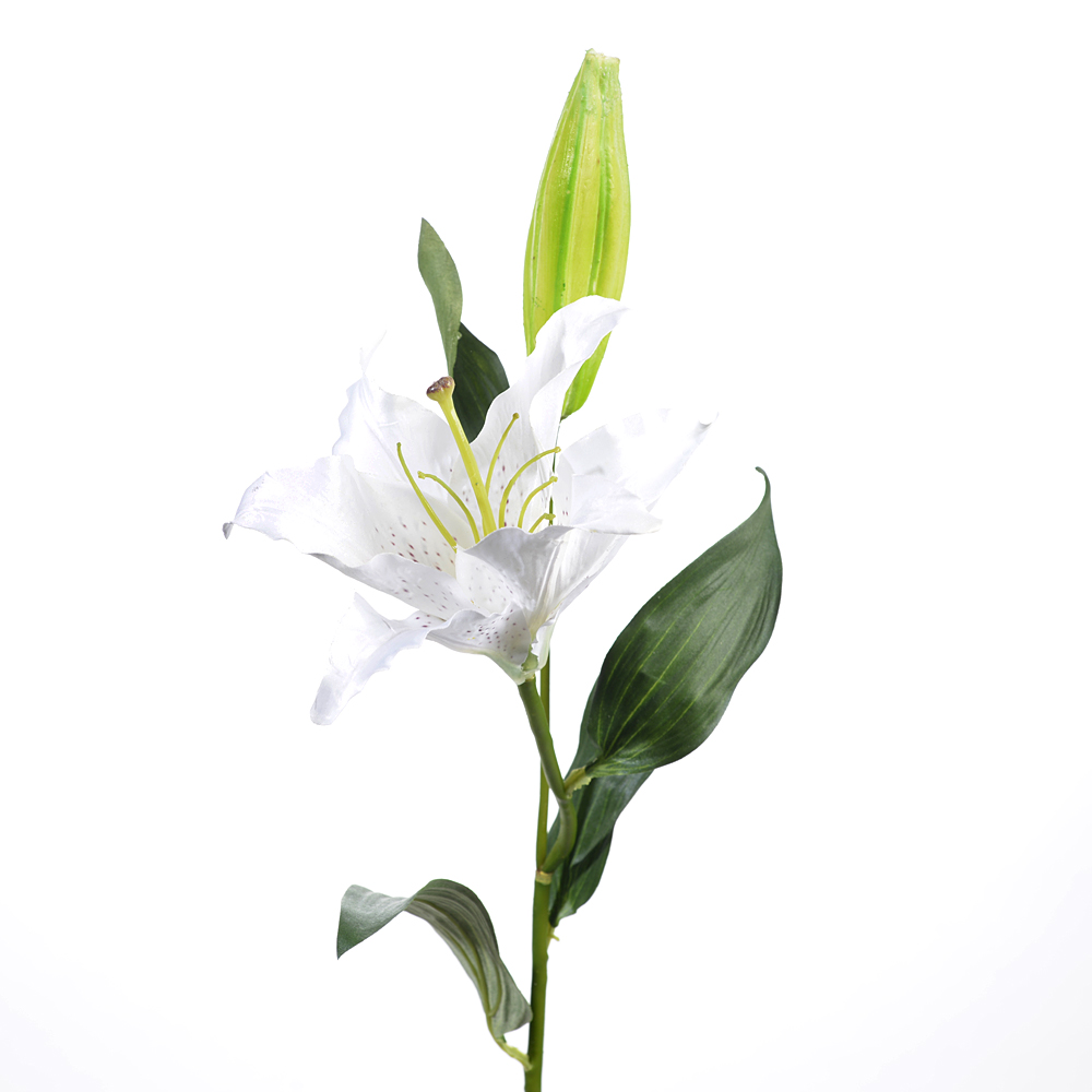 Lily w. bud x1