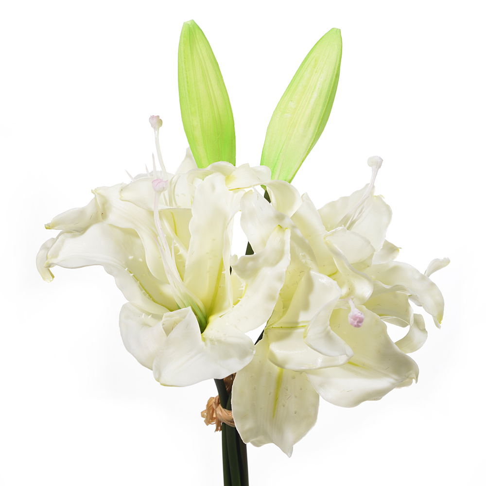 Lilium bundle x3