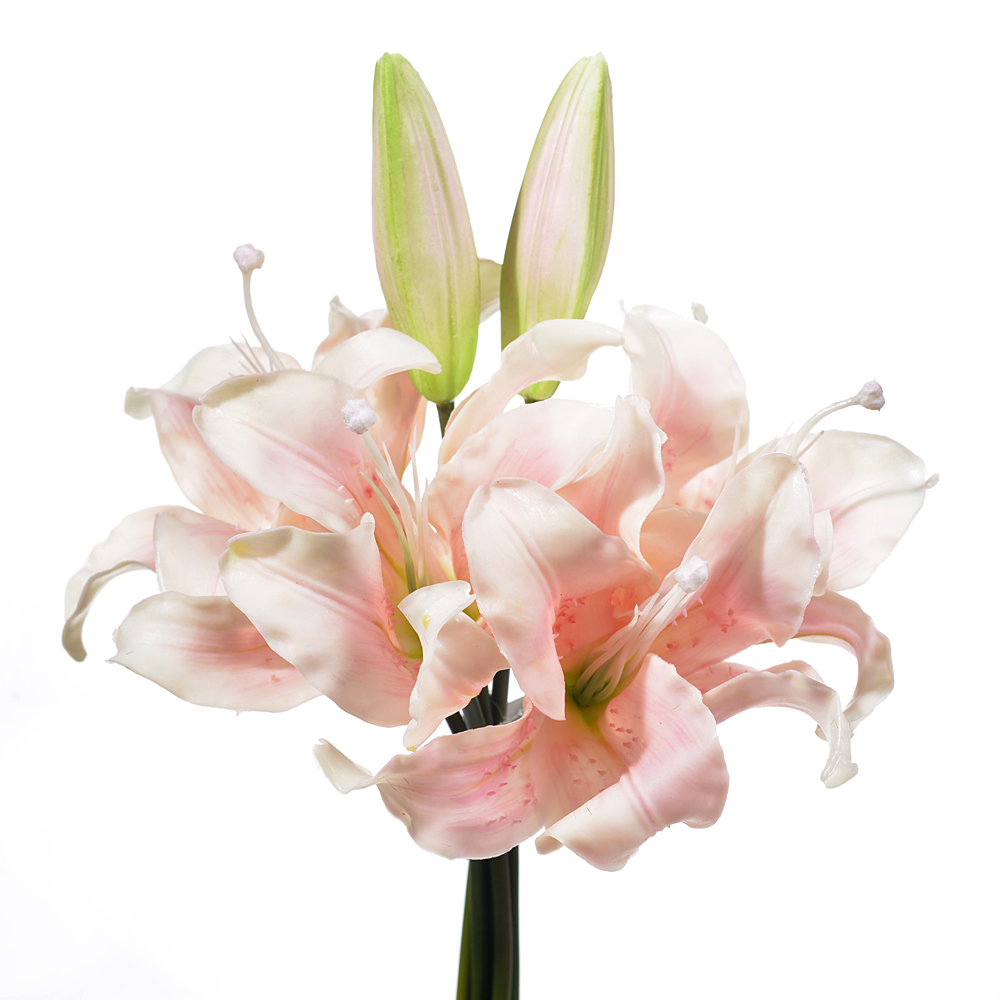 Lilium bundle x3