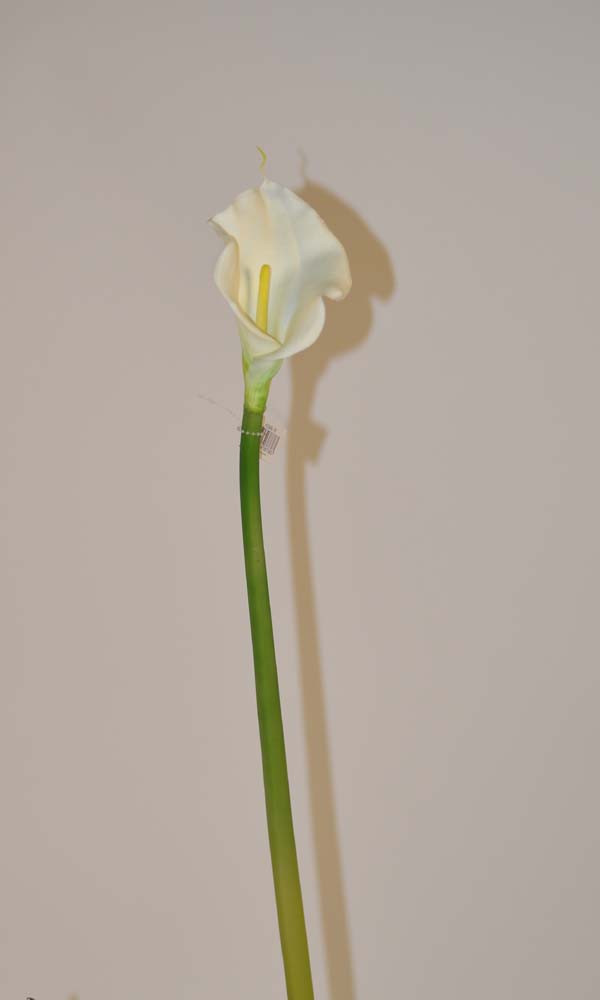 Calla x1