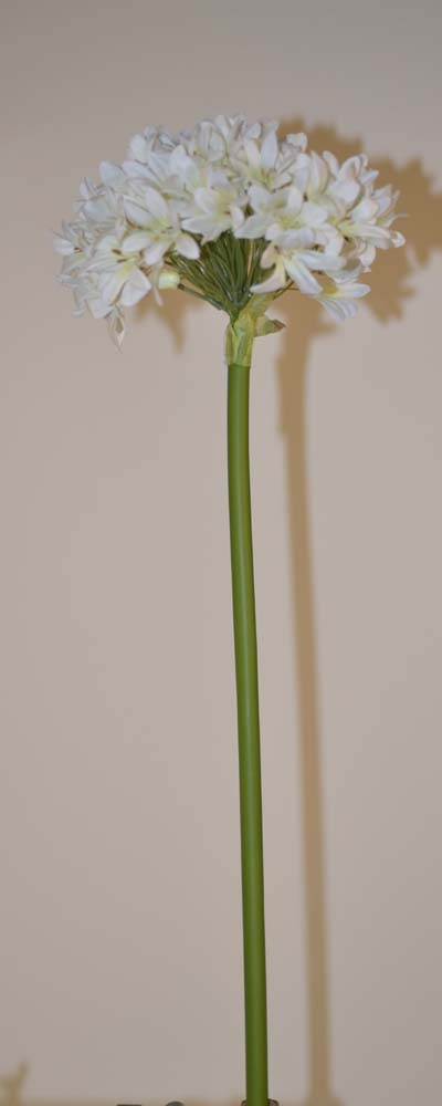 Allium spray gigant