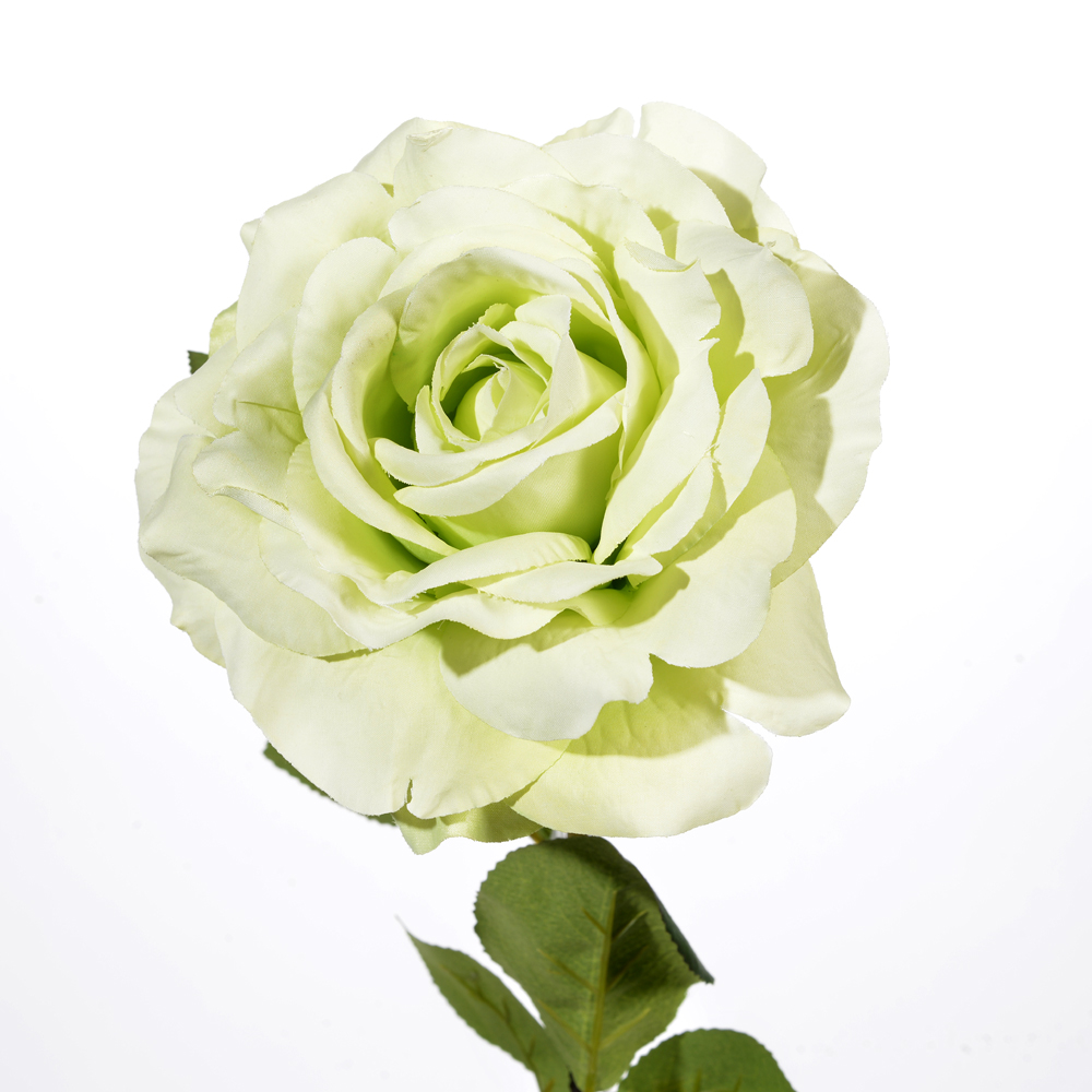 Rose x1 open