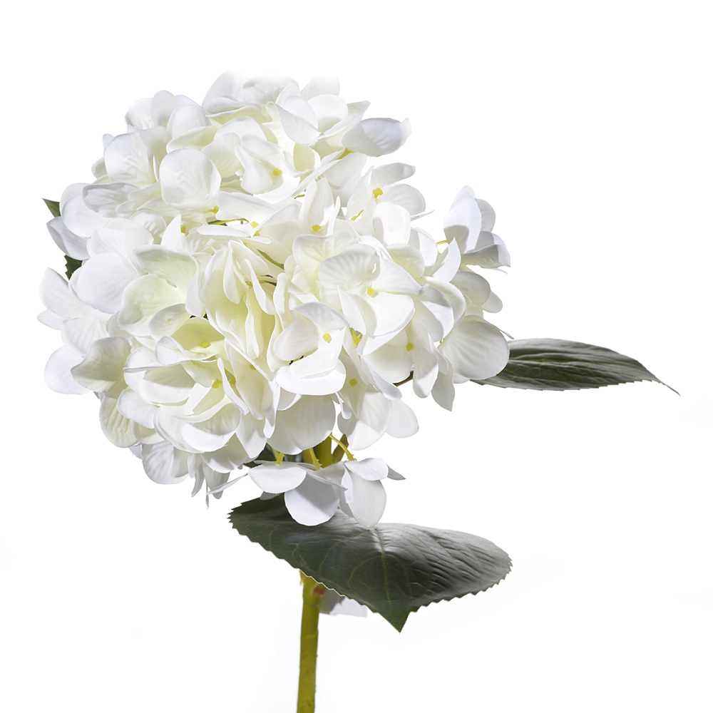Hortensia x1