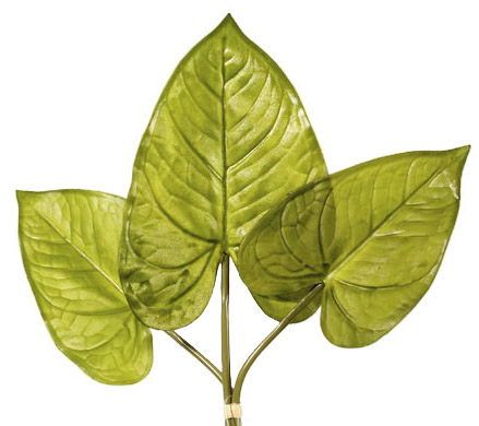 Anthurium x3