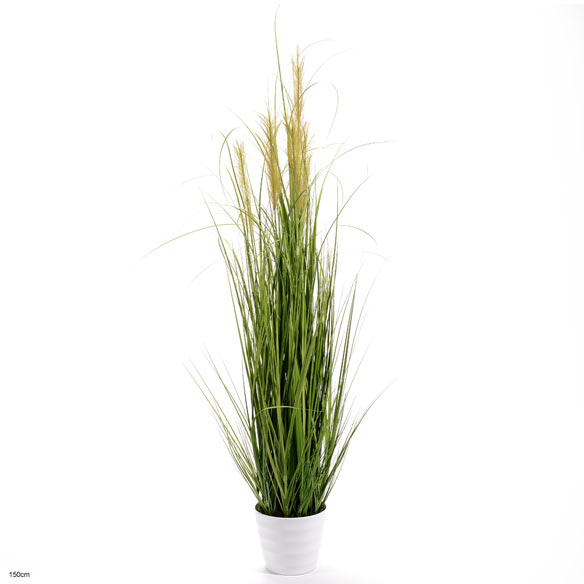 Grass ass. in pot