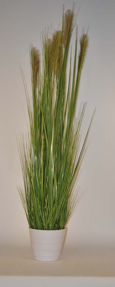 Grass ass. in pot