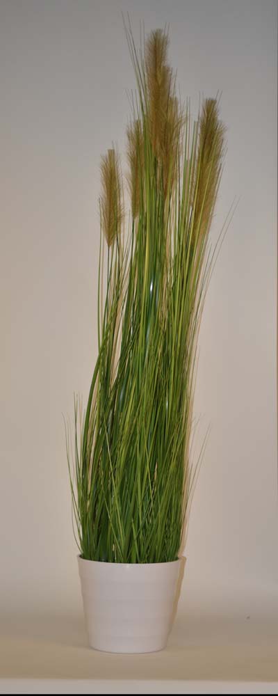 Grass ass. in pot
