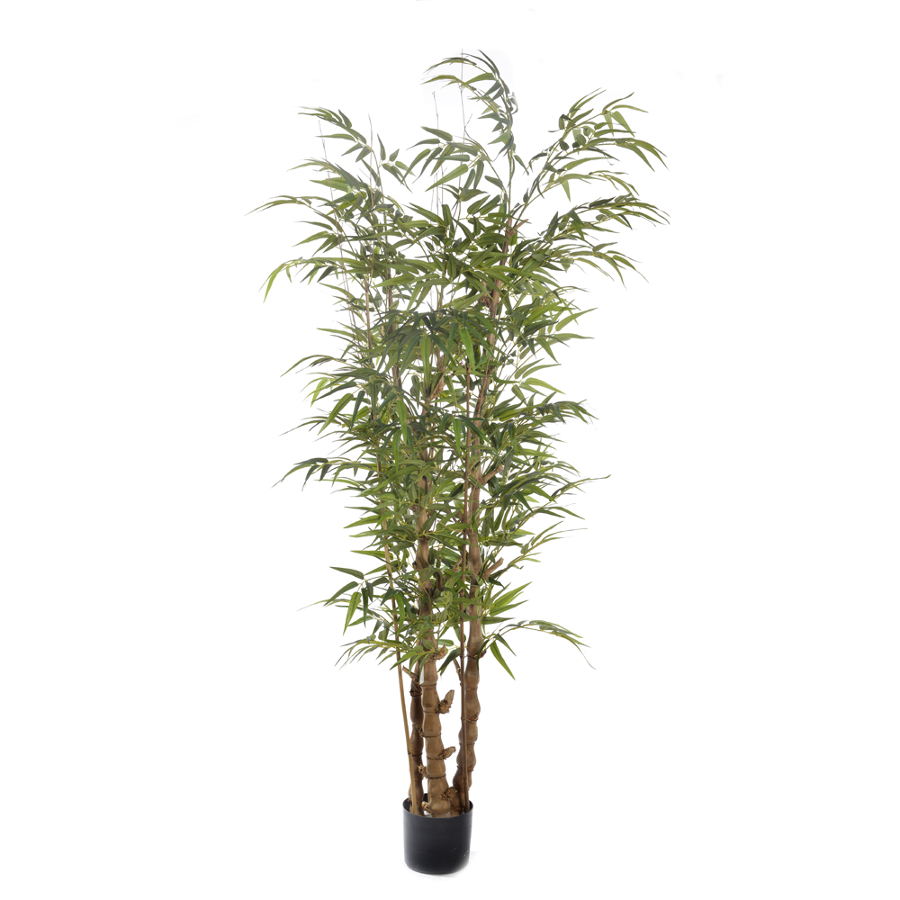 Buddha bamboo