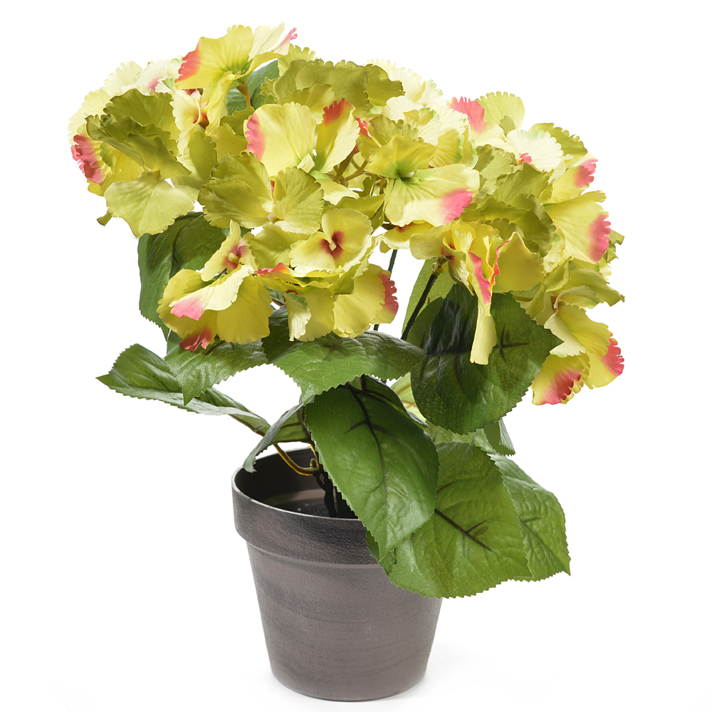 Hydrangea