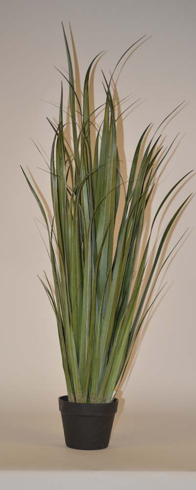 Reed grass in pot