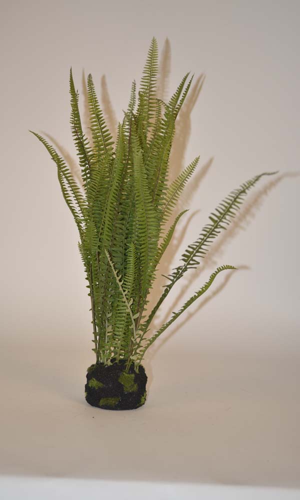 Fern in mud