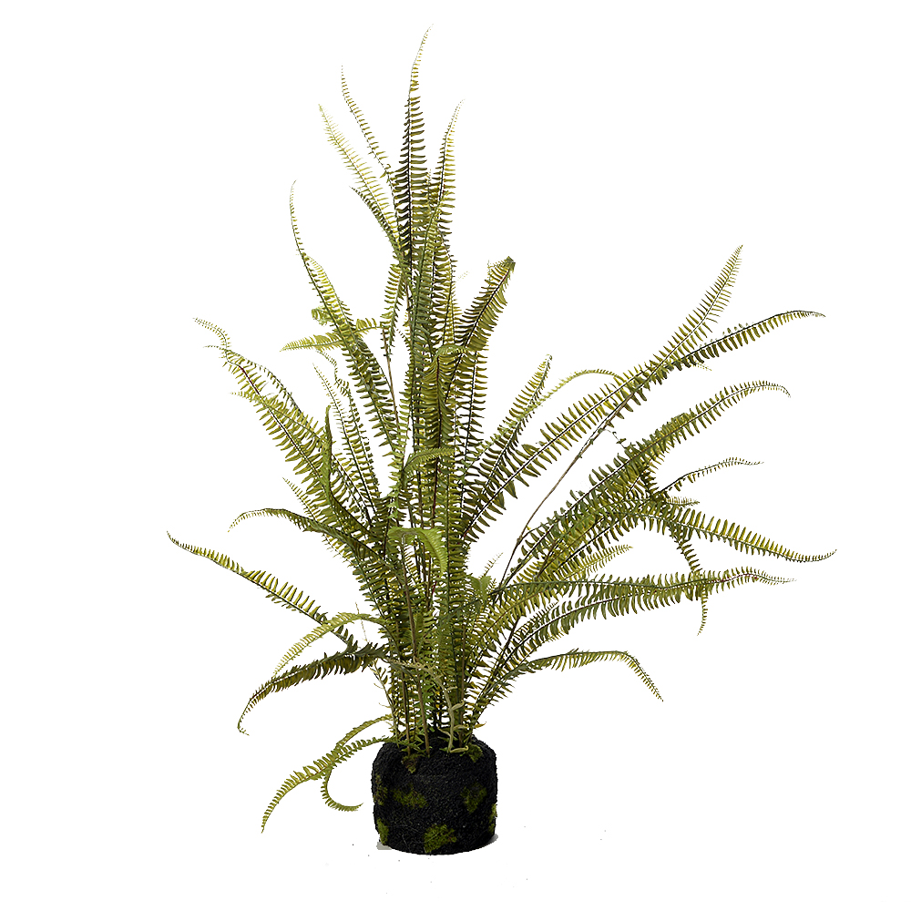 Fern in mud