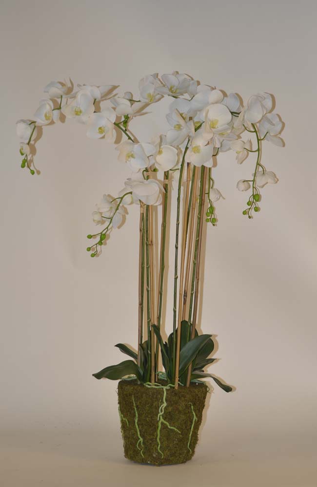 Orchid 5 sprays mud