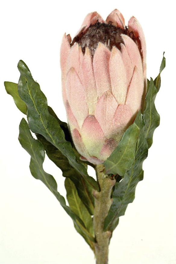 Protea barbighera