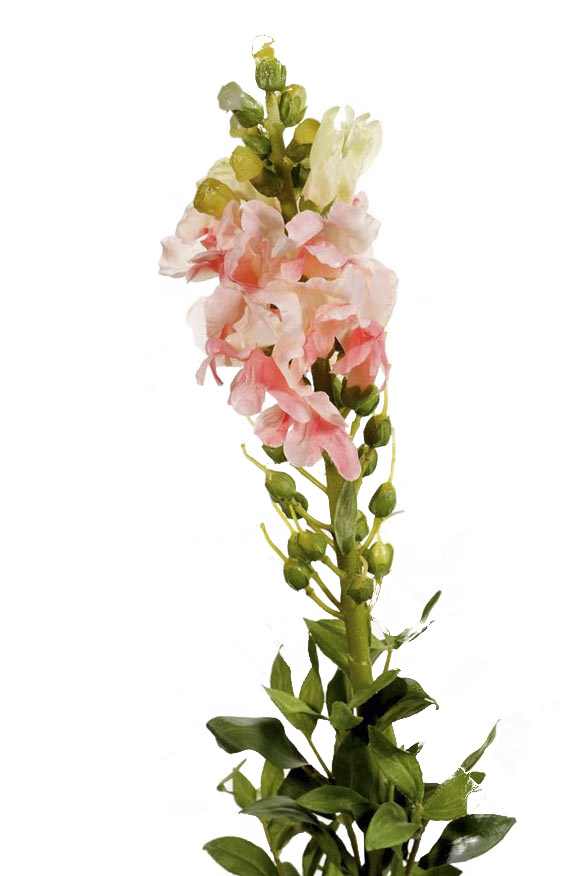 Snap dragon
