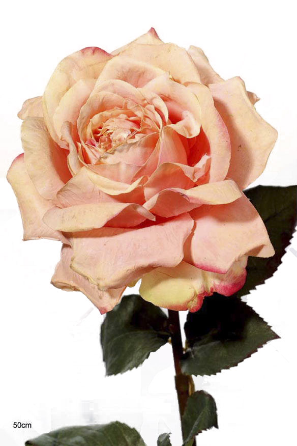 Dutch rose bud