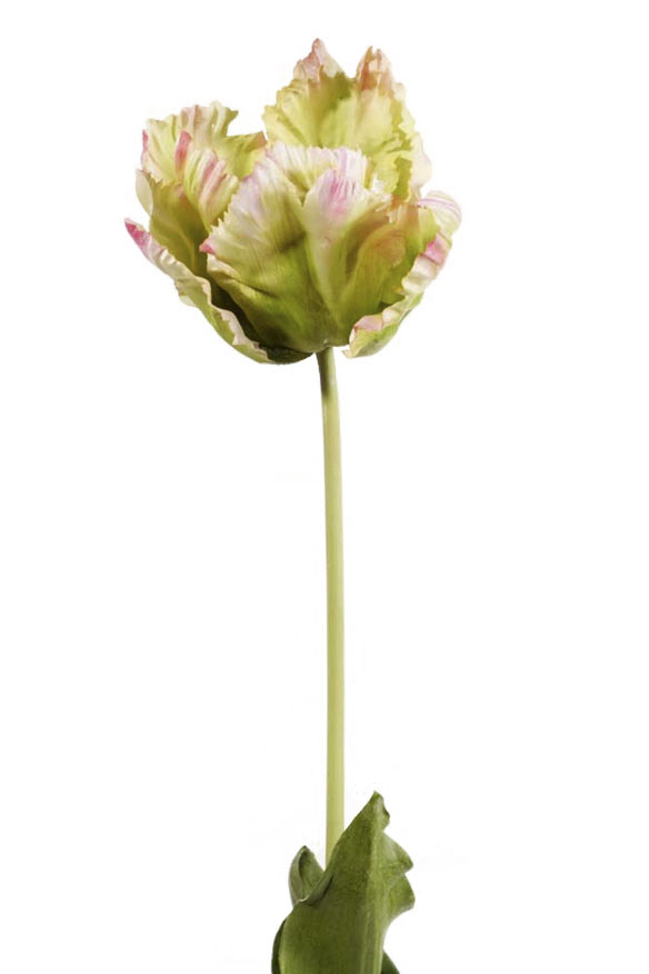 Tulip open