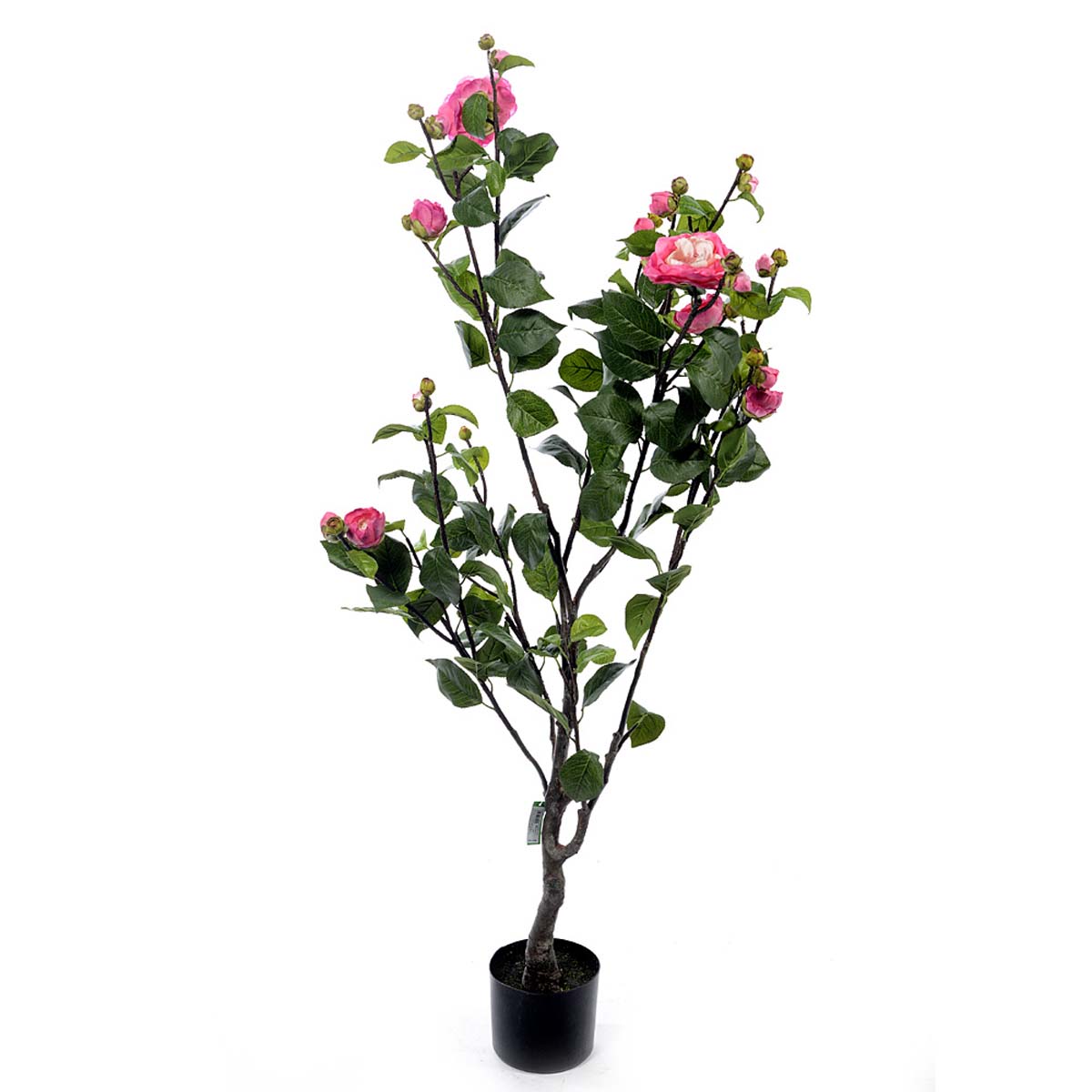 Gardenia plant