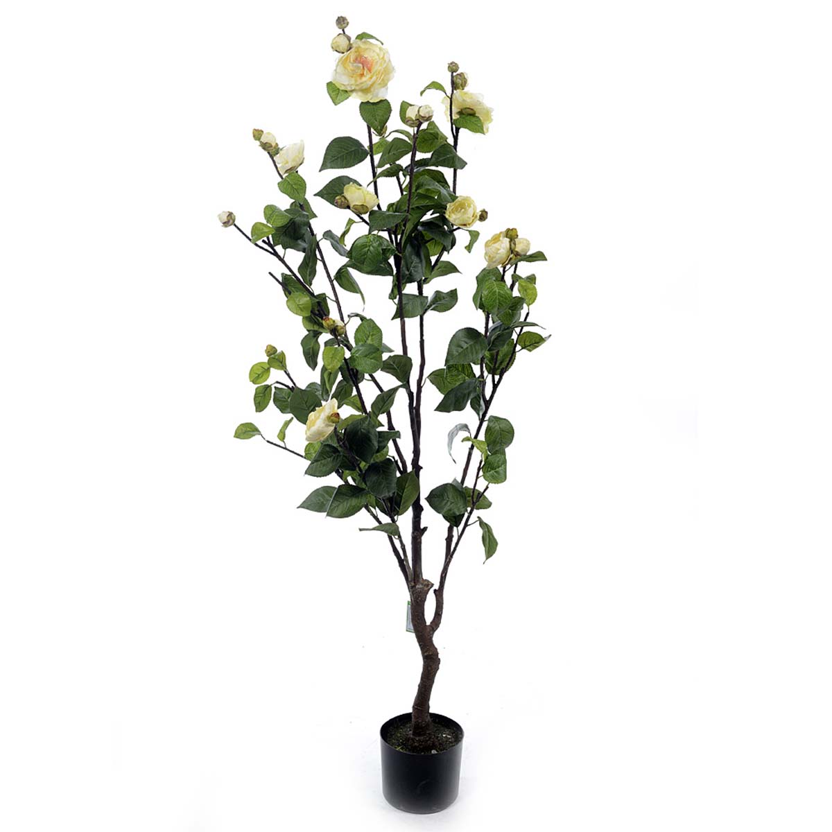 Gardenia plant